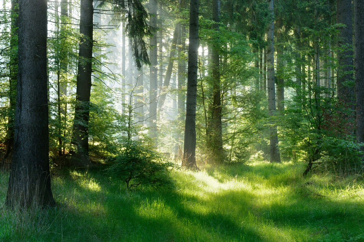 Ein Wald mit Sonne